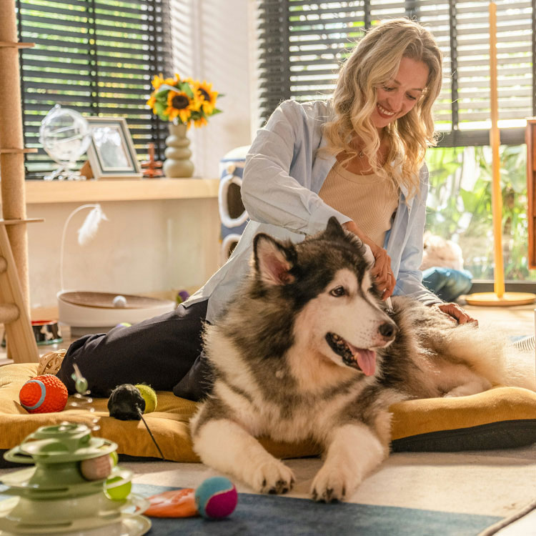 A Husky Being groomed by Owner.
