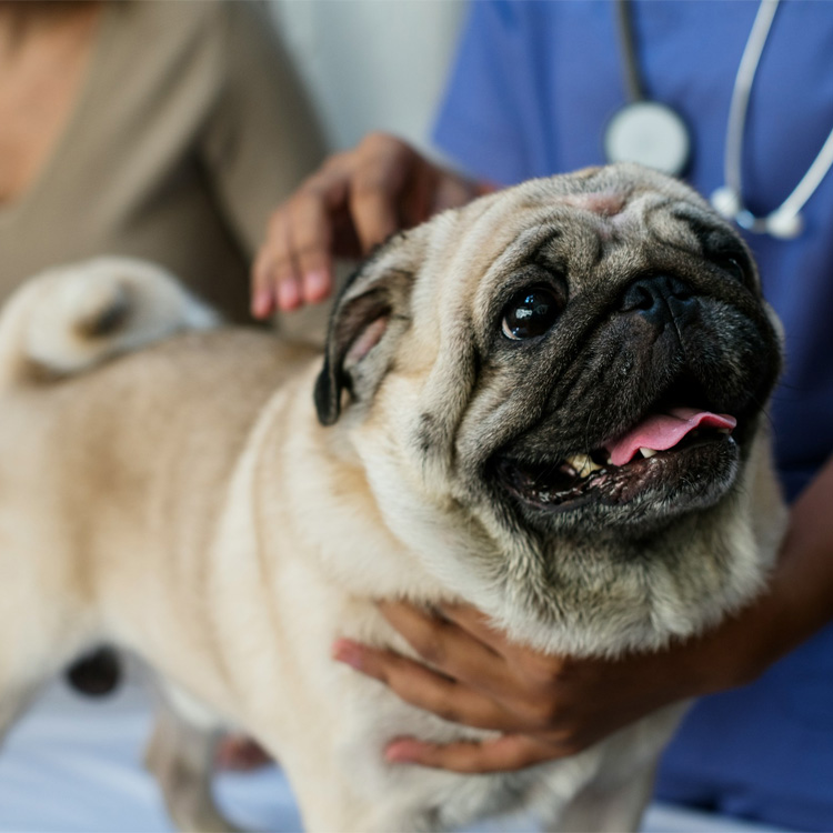 A Pug being examined. A Pug being examined.