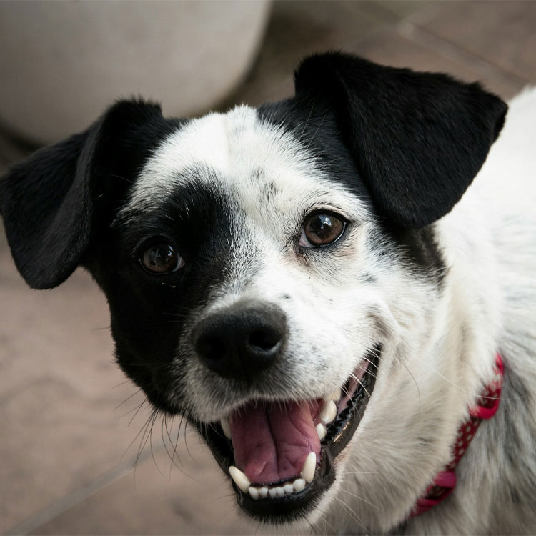 A black and white dog with floppy ears with a smile, looking at the camera