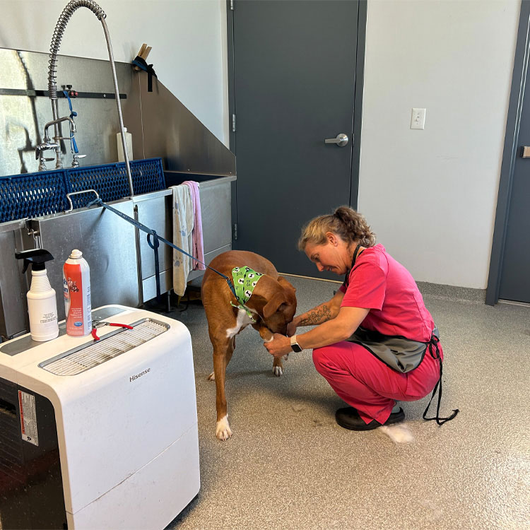 A-brown-dog-is-being-groomed-by-our-groomer A brown dog is being groomed by our groomer
