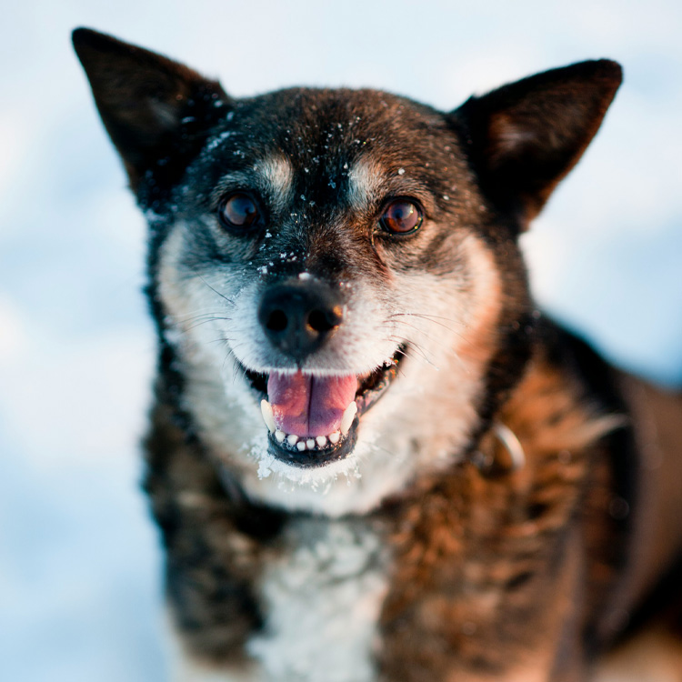 A close-up of a smiling dog with snow on its fur.