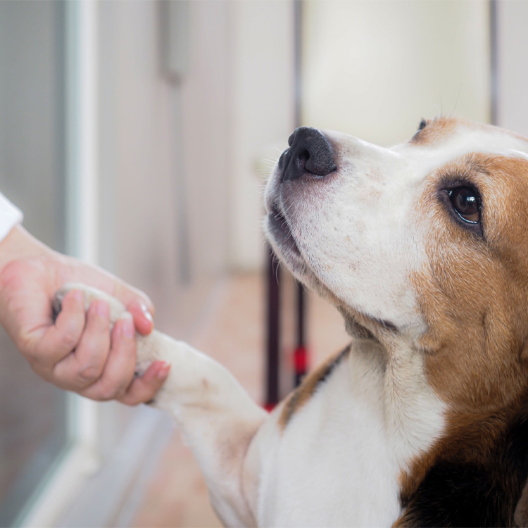 A dog holding owners hand.