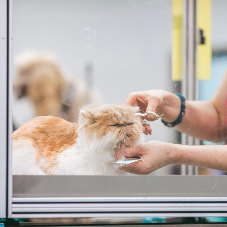 A grumpy orange white color cat being groomed.