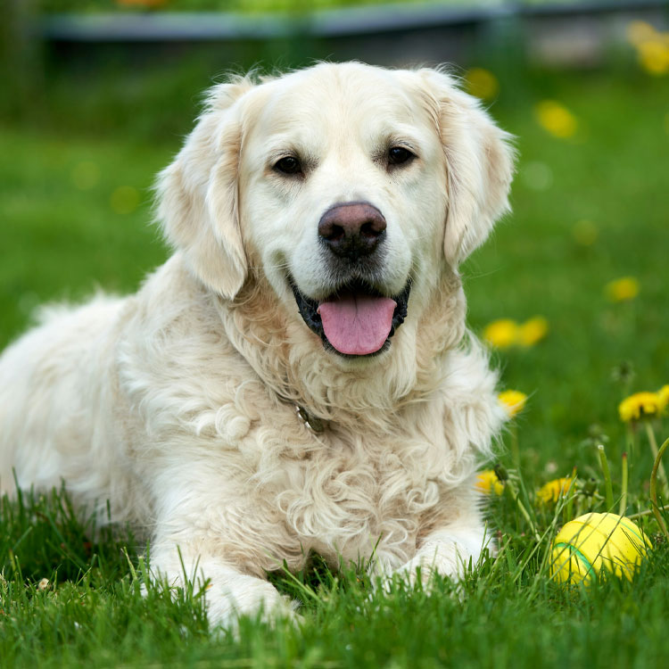 A happy white Golden Retriever sitting on a green grass field