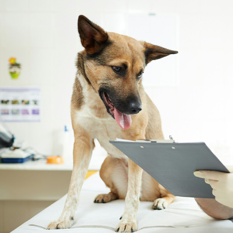 A light brown and white dog is sitting on a table, looking at the clipboard in the hand of a vet who is undergoing a checkup.