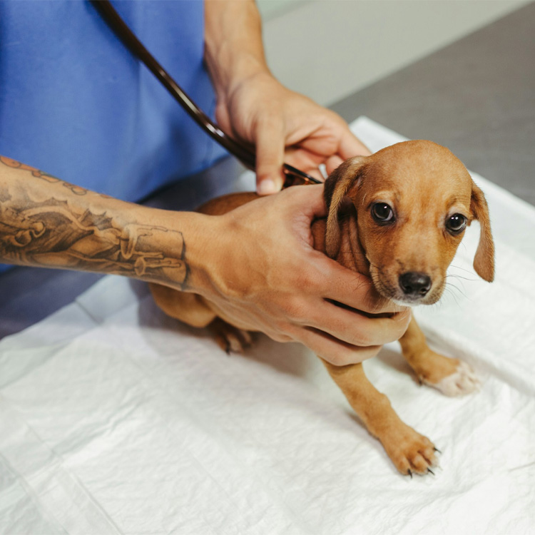 A small brown pup being examined by stethoscope.