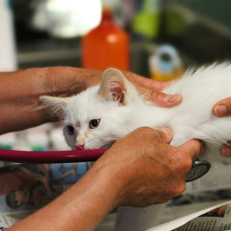 A white cat is being examined for its heartbeat using a stethoscope