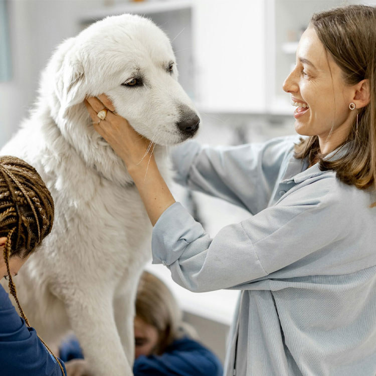A white dog is being examined by two vets and his owner is holding his face in her palms