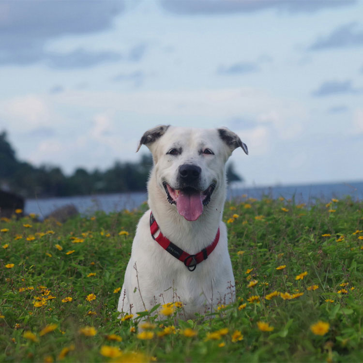 An Old Dog in a green grass field with yellow flowers bloomed.