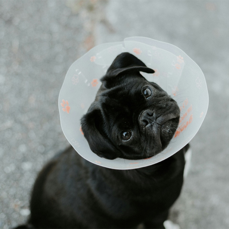 Black pug with a cone, looking at the camera.
