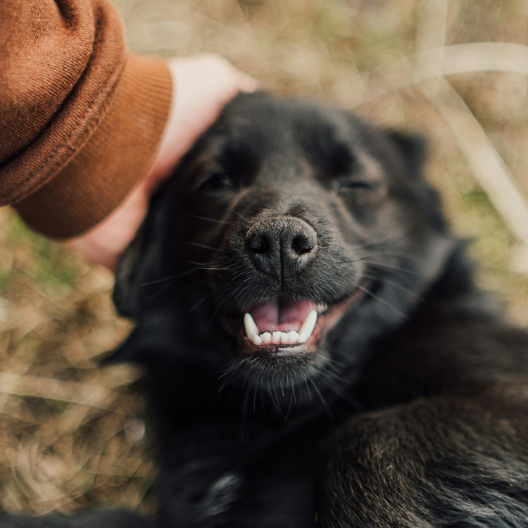 A close-up shot of a happy black dog being gently petted on the head by a human hand. 