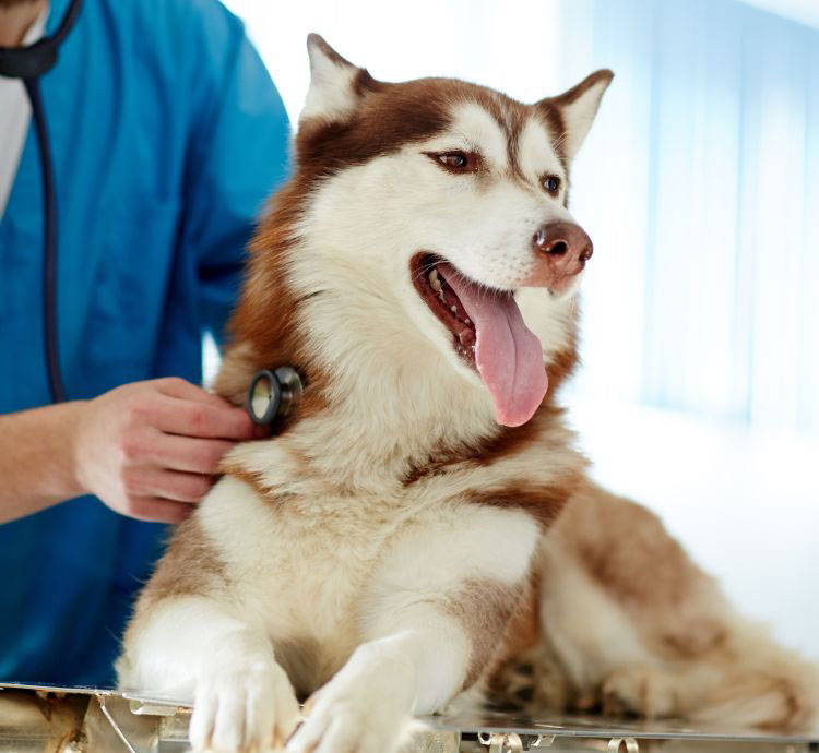 dog-getting-check-by-a-vet dog getting check by a vet
