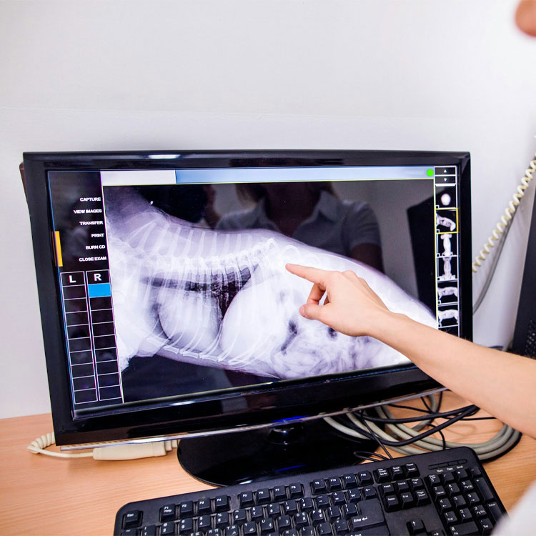 A hand points to a dog's X-ray image displayed on a monitor, possibly indicating a diagnosis or a review of a medical condition.