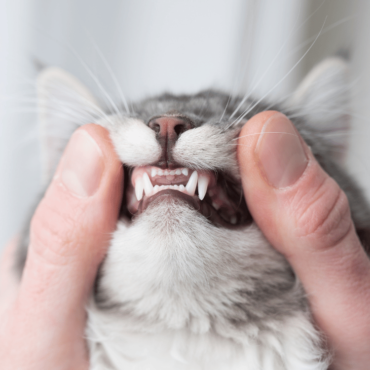 A close-up of a tabby cat's mouth being examined by a  vet