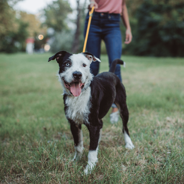 dog on a walk with its owner