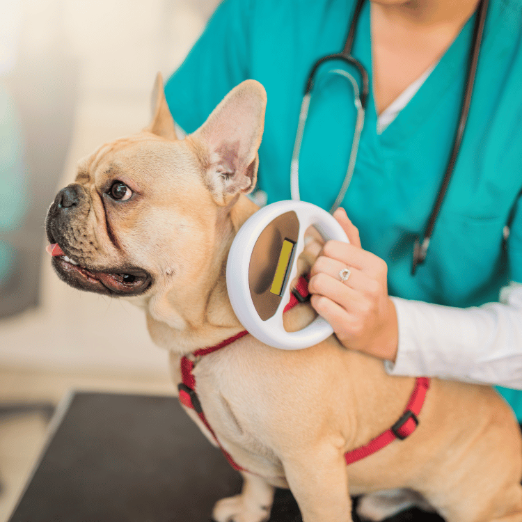 A dog is being microchipped by our two vets