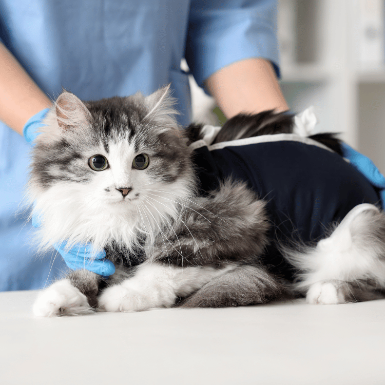 A nurse examining a cat sitting on a table