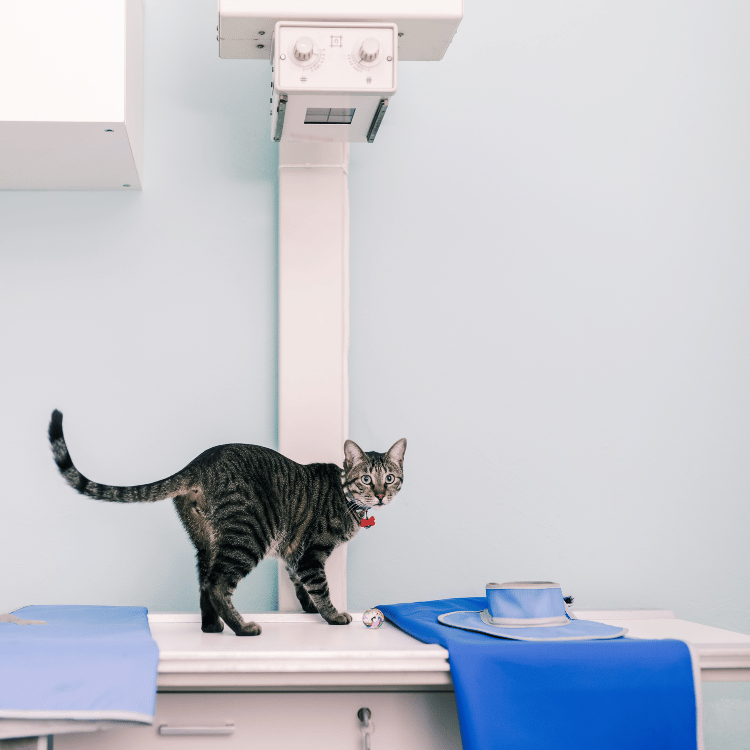 A vet checking on a cat's x-ray results while the cat sitting on the table.